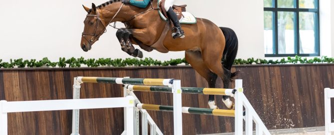 The 3-yr-old stallion Chocolatier van de Heffinck (Chacco Blue) out of the line of the Olympic showjumping horse Romeo 88 is the full brother to the KWPN-licensed stallion U-Rock van de