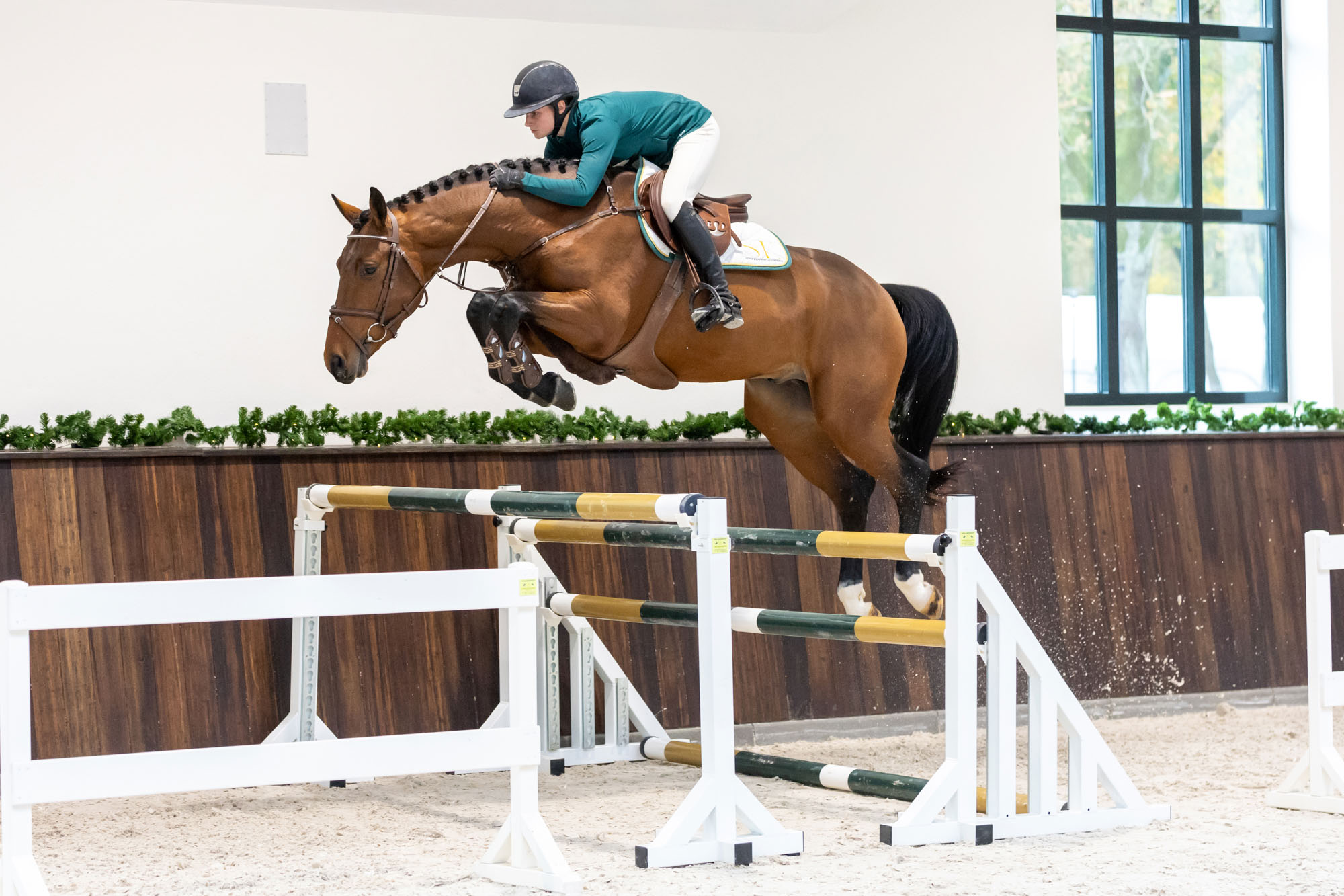 The 3-yr-old stallion Chocolatier van de Heffinck (Chacco Blue) out of the line of the Olympic showjumping horse Romeo 88 is the full brother to the KWPN-licensed stallion U-Rock van de